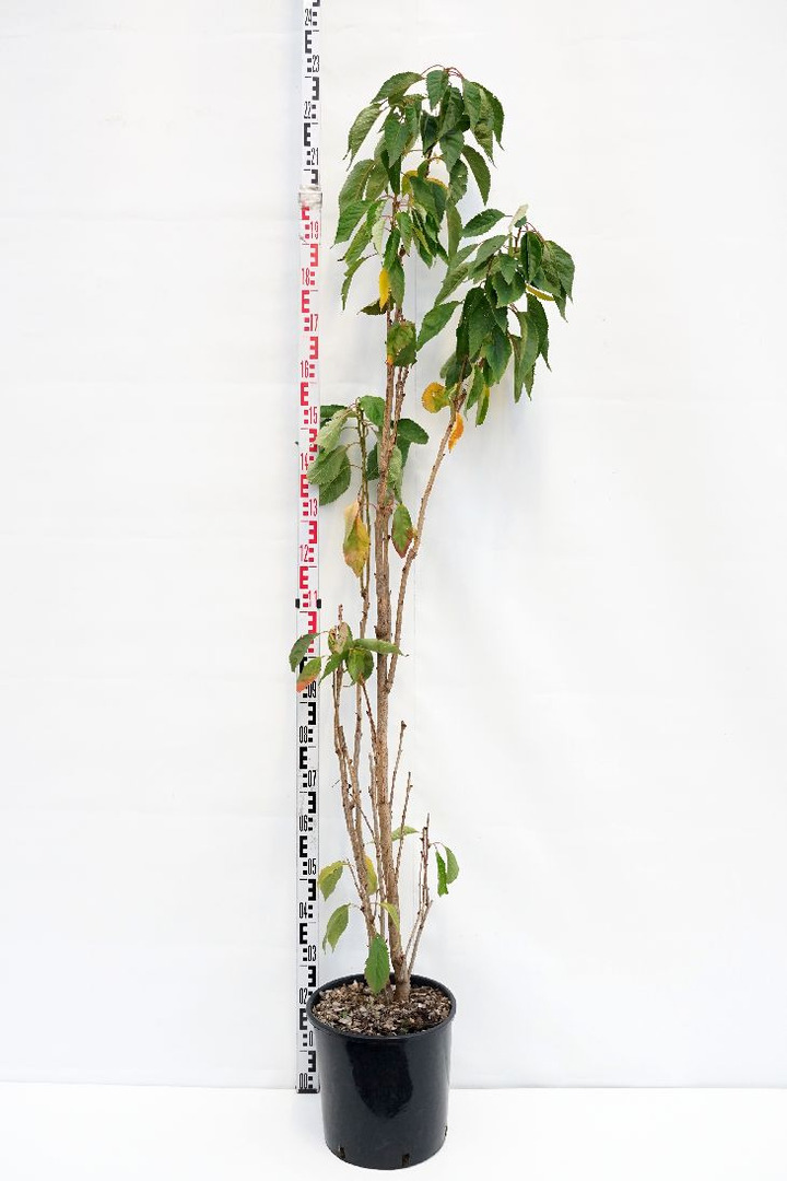 Vyšnia smailiadantė (Lot Prunus serr.) 'Amanogawa' C18 150-175 CM