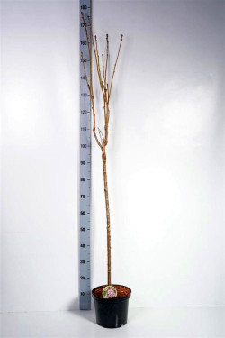 Vyšnia smailiadantė (Lot Prunus serr.) 'Amanogawa' C5/P23 STIEBAS 80 CM - nuotrauka 1