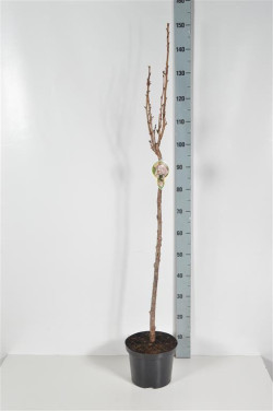 Vyšnia smailiadantė (Lot Prunus serr.) 'Amanogawa' C5/P23 STIEBAS 80 CM - nuotrauka 2