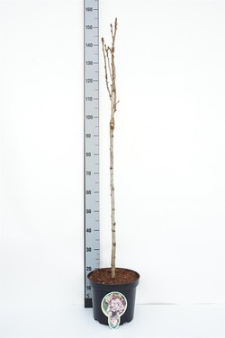 Vyšnia smailiadantė (Lot Prunus serr.) 'Amanogawa' C7,5/P26 STIEBAS 80 CM 3 YR