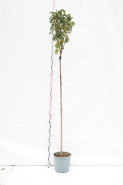 Vyšnia smailiadantė (Lot Prunus serr.) 'Amanogawa' C30 STIEBAS 200 CM KAMIENO APIMTIS 10-12 CM STANDARDT