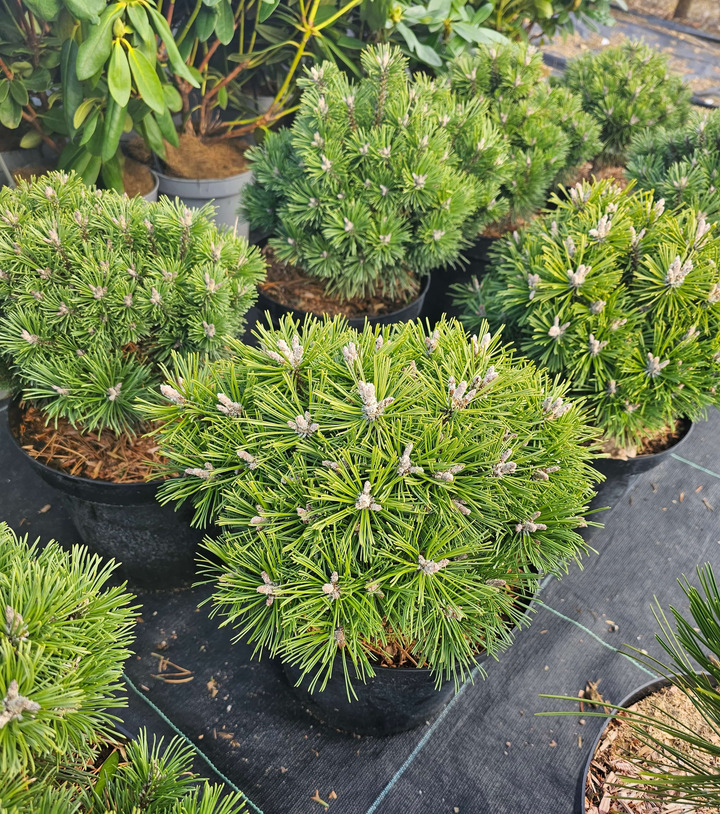 Pušis Kalninė (Lot Pinus Mugo) 'ALLGAU' C7.