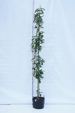 Vyšnia smailiadantė (Lot Prunus serr.) 'Amanogawa' C20 KAMIENO APIMTIS 8-10 CM