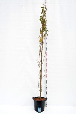 Vyšnia smailiadantė (Lot Prunus serr.) 'Amanogawa' C35 KAMIENO APIMTIS 8-10 CM
