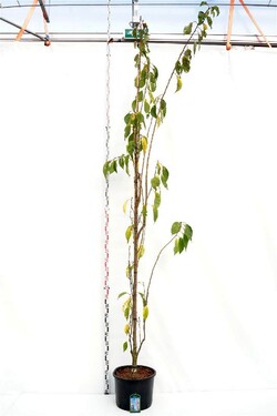 Vyšnia smailiadantė (Lot Prunus serr.) 'Amanogawa' C35 KAMIENO APIMTIS 10-12 CM