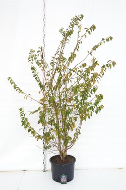 Vyšnia pavasarinė (Lot Prunus subh.) 'Autumnalis Rosea' C50 200-250 CM DAUGIAKAMIENIS