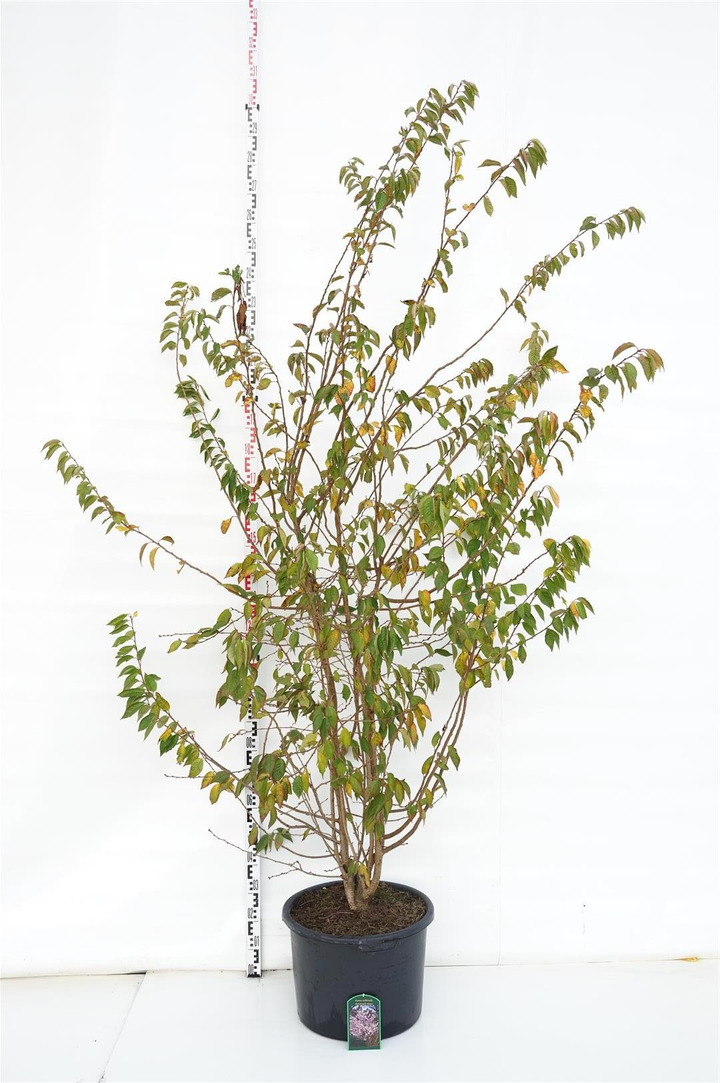 Vyšnia pavasarinė (Lot Prunus subh.) 'Autumnalis Rosea' C50 200-250 CM DAUGIAKAMIENIS