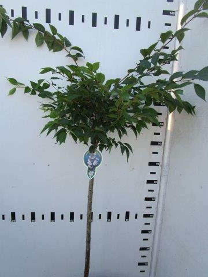Vyšnia pavasarinė (Lot Prunus subh.) 'Autumnalis Rosea' C5/P23 KOTAS 80 CM 2YR | VYŠNIOS DEKORATYVINĖS-SAKUROS | MEDŽIAI