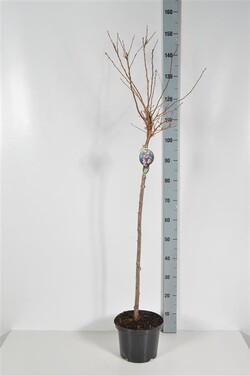 Vyšnia pavasarinė (Lot Prunus subh.) 'Autumnalis Rosea' C5/P23 STIEBAS 80 CM - nuotrauka 2