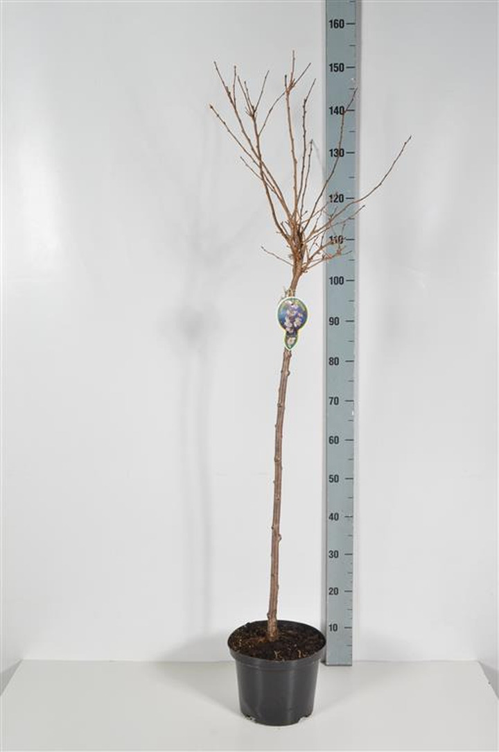 Vyšnia pavasarinė (Lot Prunus subh.) 'Autumnalis Rosea' C5/P23 KOTAS 80 CM 2YR | VYŠNIOS DEKORATYVINĖS-SAKUROS | MEDŽIAI