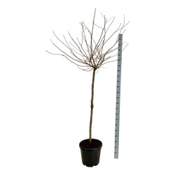 Vyšnia pavasarinė (Lot Prunus subh.) 'Autumnalis Rosea' C30 STIEBAS 120 CM EXTRA