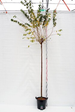Vyšnia pavasarinė (Lot Prunus subh.) 'Autumnalis Rosea' C35 STIEBAS 225 CM KAMIENO APIMTIS 12-14 CM | VYŠNIOS DEKORATYVINĖS-SAKU