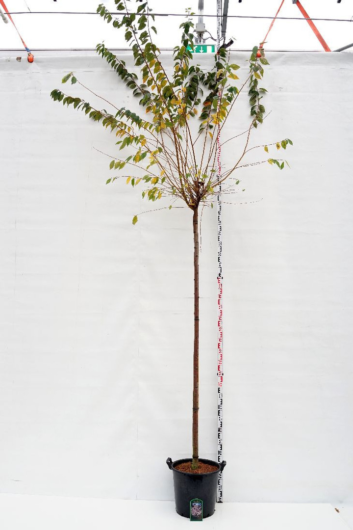 Vyšnia pavasarinė (Lot Prunus subh.) 'Autumnalis Rosea' C35 STIEBAS 225 CM KAMIENO APIMTIS 12-14 CM | VYŠNIOS DEKORATYVINĖS-SAKU