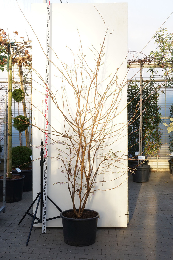 Vyšnia pavasarinė (Lot Prunus subh.) 'Autumnalis Rosea' C50 STIEBAS 250 CM
