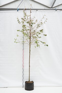 Vyšnia pavasarinė (Lot Prunus subh.) 'Autumnalis Rosea' C30 KAMIENO APIMTIS 12-14 CM STANDARD | VYŠNIOS DEKORATYVINĖS-SAKUROS | 
