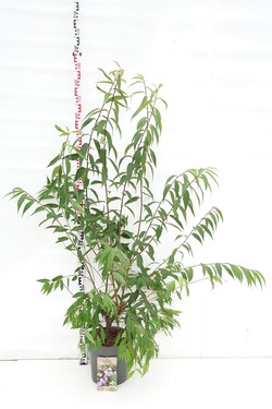 Vyšnia Tibeto (Lot Prunus serrula)  C12 125-150 CM