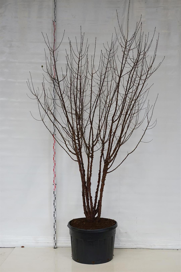 Vyšnia Tibeto (Lot Prunus serrula) C230 300-350 CM DAUGIAKAMIENIS