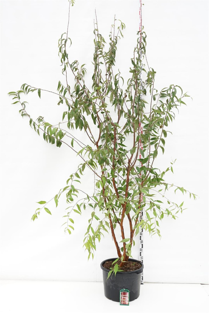 Vyšnia Tibeto (Lot Prunus serrula)  C500 STIEBAS 250 CM DAUGIAKAMIENIS