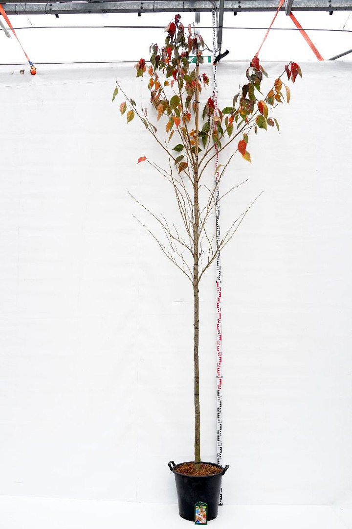 Vyšnia smailiadantė (Lot Prunus serr.) 'Fugenzo' C35 KAMIENO APIMTIS 12-14 CM STANDARD