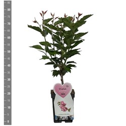 Vyšnia smailiadantė (Lot Prunus serr.) 'Kanzan' C5/P23 BUSH - nuotrauka 2