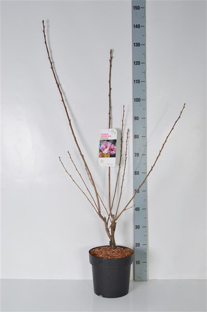 Vyšnia smailiadantė (Lot Prunus serr.) 'Kanzan' C7,5/P26 80-100 CM