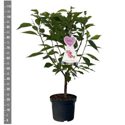 Vyšnia smailiadantė (Lot Prunus serr.) 'Kanzan' C7,5/P26 BUSH - nuotrauka 2