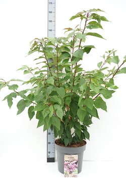 Vyšnia smailiadantė (Lot Prunus serr.) 'Kanzan' C12 125-150 CM