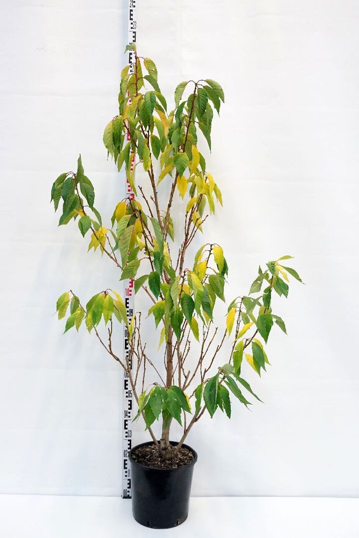 Vyšnia smailiadantė (Lot Prunus serr.) 'Kanzan' C18 150-175 CM