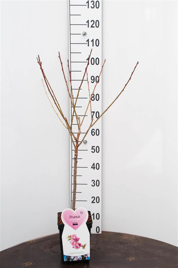 Vyšnia smailiadantė (Lot Prunus serr.) 'Kanzan' C5/P23 STIEBAS 50 CM
