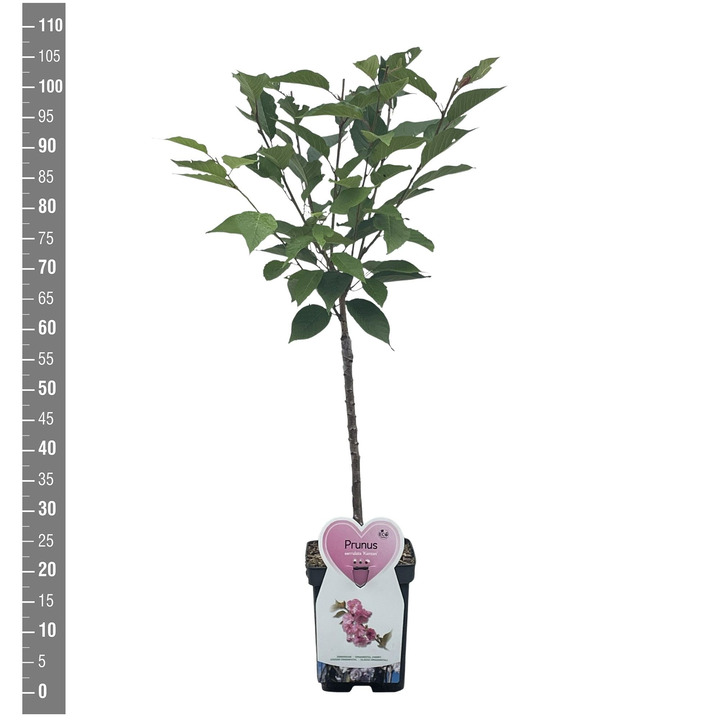 Vyšnia smailiadantė (Lot Prunus serr.) 'Kanzan' C5/P23 STIEBAS 50 CM