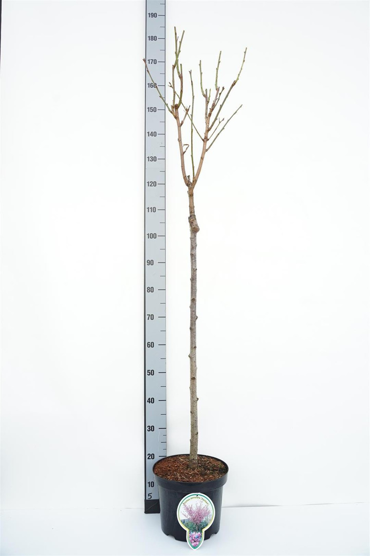 Vyšnia smailiadantė (Lot Prunus serr.) 'Kanzan' C7,5/P26 KOTAS 80 CM 3 YR | VYŠNIOS DEKORATYVINĖS-SAKUROS | MEDŽIAI