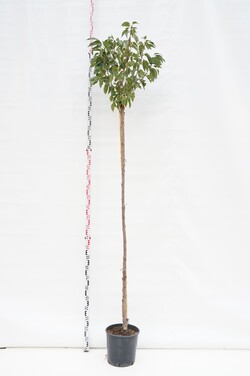 Vyšnia smailiadantė (Lot Prunus serr.) 'Kanzan'  C18 STIEBAS 200 CM KAMIENO APIMTIS 8-10 CM