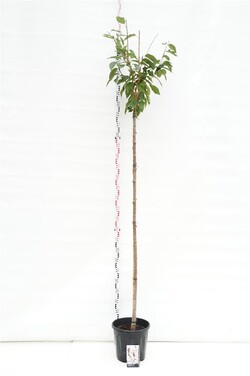 Vyšnia smailiadantė (Lot Prunus serr.) 'Kanzan' C20 STIEBAS 200 CM KAMIENO APIMTIS 8-10 CM