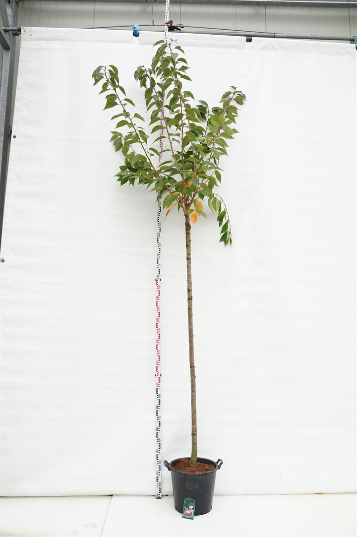 Vyšnia smailiadantė (Lot Prunus serr.) 'Kanzan' C35 STIEBAS 225 CM KAMIENO APIMTIS 10-12 CM