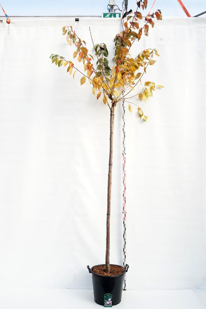 Vyšnia smailiadantė (Lot Prunus serr.) 'Kanzan' C50 STIEBAS 225 CM KAMIENO APIMTIS 14-16 CM | VYŠNIOS DEKORATYVINĖS-SAKUROS | ME