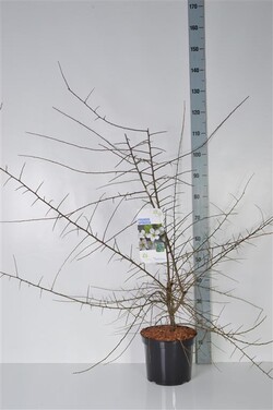 Dygioji slyva (Lot Prunus spinosa) C7,5/P26 80-100 CM | SLYVOS | VAISMEDŽIAI - VAISKRŪMIAI
