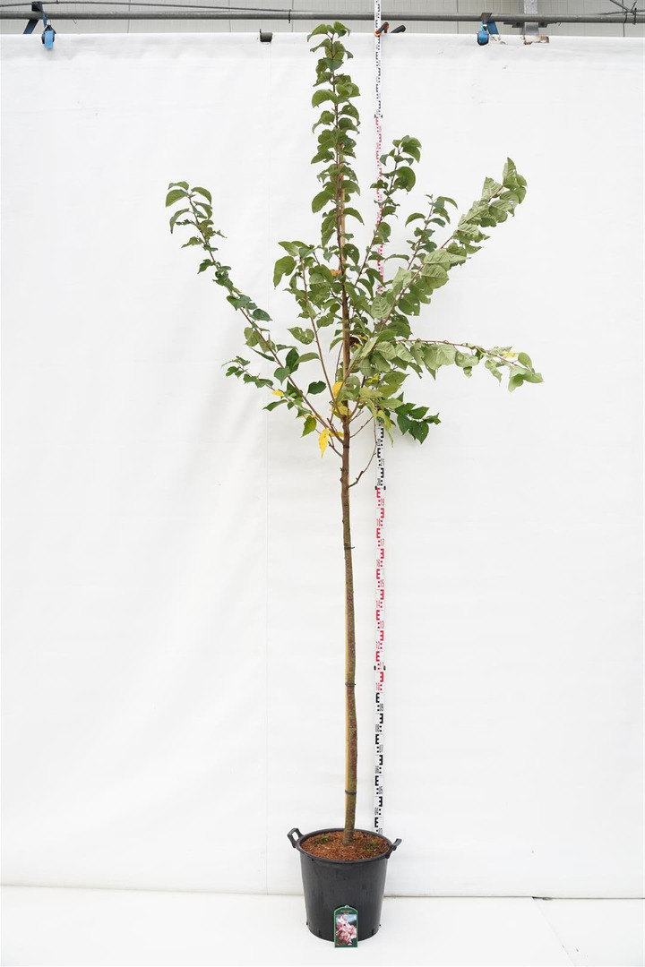 Vyšnia Saržento (Lot Prunus sargentii) 'Rancho' C35 KOTO APIMTIS 10-12 CM | VYŠNIOS DEKORATYVINĖS-SAKUROS | MEDŽIAI
