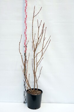 Vyšnia smailiadantė (Lot Prunus serr.) 'Royal Burgundy' C18 150-175 CM