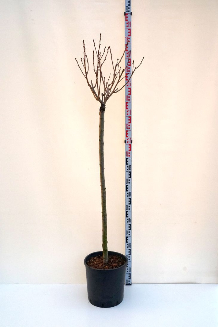 Vyšnia smailiadantė (Lot Prunus serr.) 'Royal Burgundy' C18 HALF STANDARD