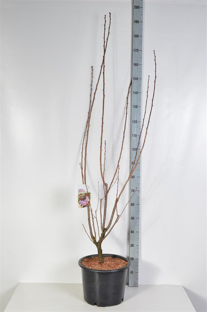 Vyšnia smailiadantė (Lot Prunus serr.) 'Royal Burgundy' C20 150-200 CM | VYŠNIOS DEKORATYVINĖS-SAKUROS | MEDŽIAI