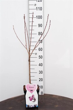 Vyšnia smailiadantė (Lot Prunus serr.) 'Royal Burgundy' C5/P23 STIEBAS 50 CM - nuotrauka 1