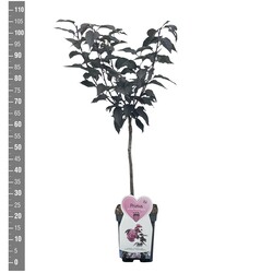 Vyšnia smailiadantė (Lot Prunus serr.) 'Royal Burgundy' C5/P23 STIEBAS 50 CM - nuotrauka 2
