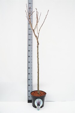 Vyšnia smailiadantė (Lot Prunus serr.) 'Royal Burgundy' C7,5/P26 STIEBAS 80 CM 3 YR