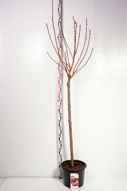 Vyšnia smailiadantė (Lot Prunus serr.) 'Royal Burgundy' C20 KOTAS 120 CM | VYŠNIOS DEKORATYVINĖS-SAKUROS | MEDŽIAI