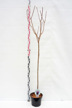 Vyšnia smailiadantė (Lot Prunus serr.) 'Royal Burgundy' C7,5/P26 STIEBAS 120 CM - nuotrauka 1