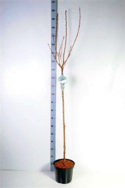 Vyšnia smailiadantė (Lot Prunus serr.) 'Royal Burgundy' C7,5/P26 STIEBAS 120 CM - nuotrauka 2