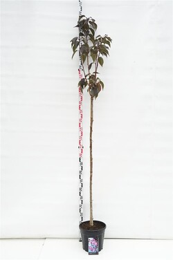 Vyšnia smailiadantė (Lot Prunus serr.) 'Royal Burgundy' C12 KOTAS 150 CM | VYŠNIOS DEKORATYVINĖS-SAKUROS | MEDŽIAI