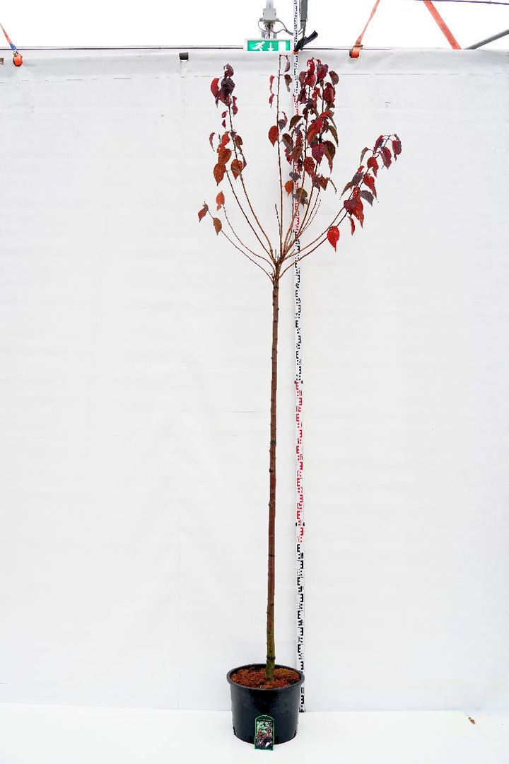 Vyšnia smailiadantė (Lot Prunus serr.) 'Royal Burgundy' C35 STIEBAS 225 CM KAMIENO APIMTIS 10-12 CM