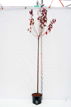 Vyšnia smailiadantė (Lot Prunus serr.) 'Royal Burgundy' C35 KOTAS 225 CM KOTO APIMTIS 12-14 CM | VYŠNIOS DEKORATYVINĖS-SAKUROS |