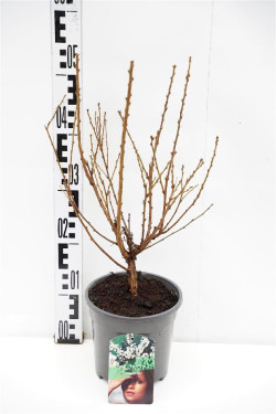 Pukuotoji Vyšnia (Lot Prunus tomentosa) C2/P17 30-40 CM | VYŠNIOS DEKORATYVINĖS-SAKUROS | MEDŽIAI